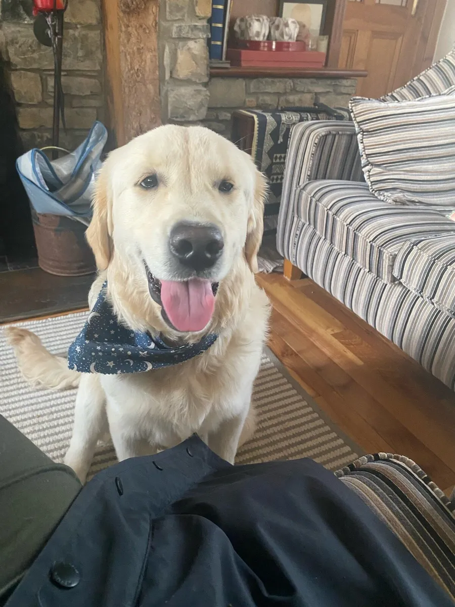 1 year old golden retriever for sale IKC reg - Image 3