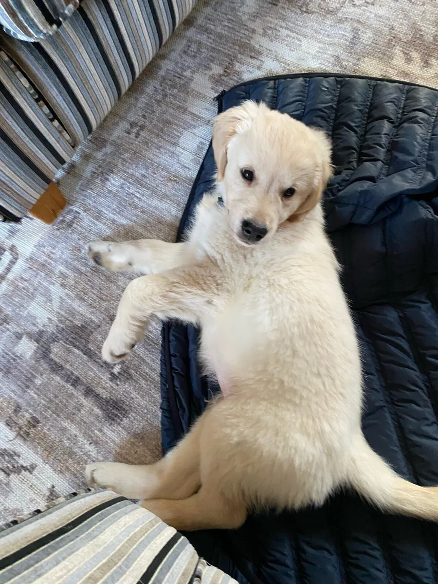 1 year old golden retriever for sale IKC reg - Image 4