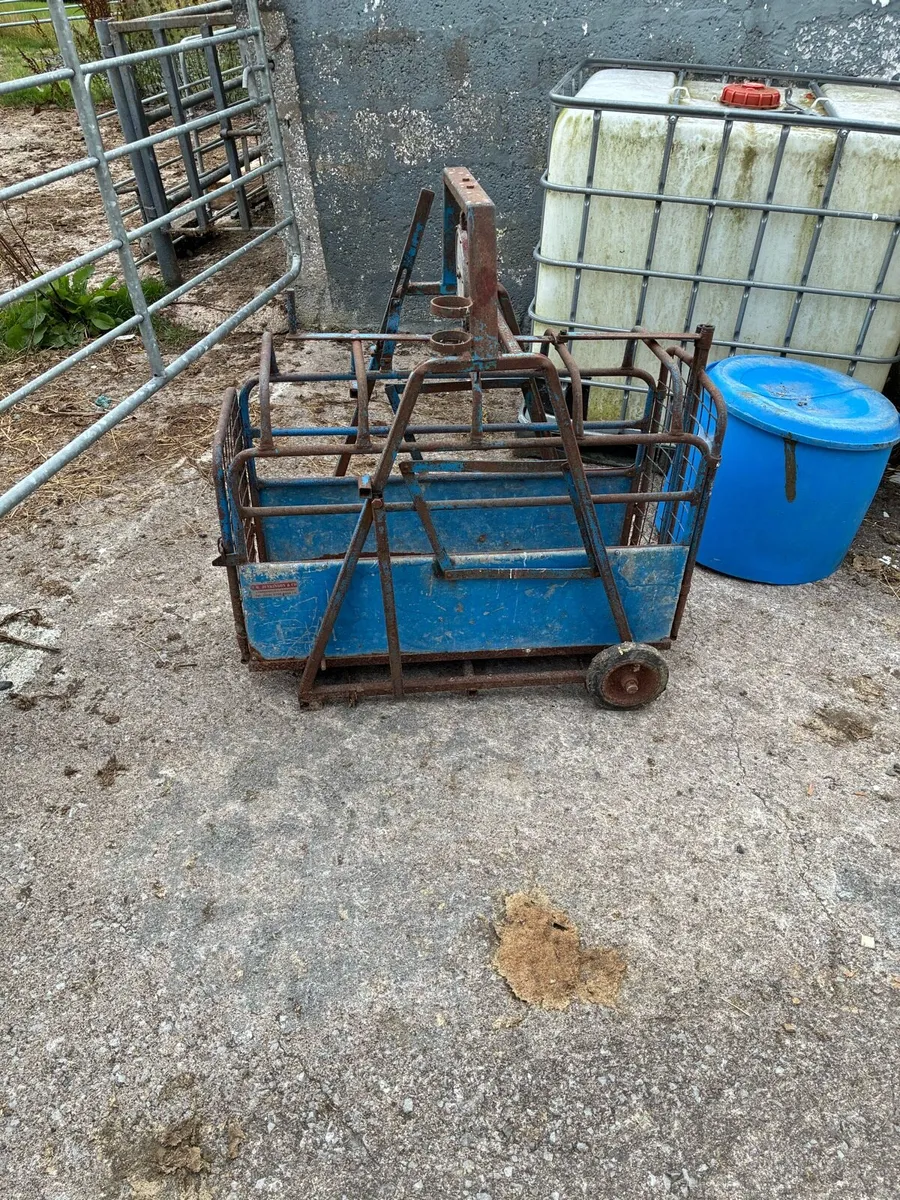 Sheep feeding equipment - Image 1
