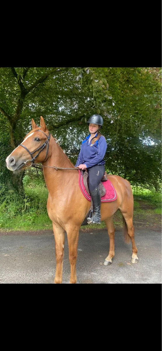 16.1hh  6 year Traditional Irish Horse gelding - Image 3