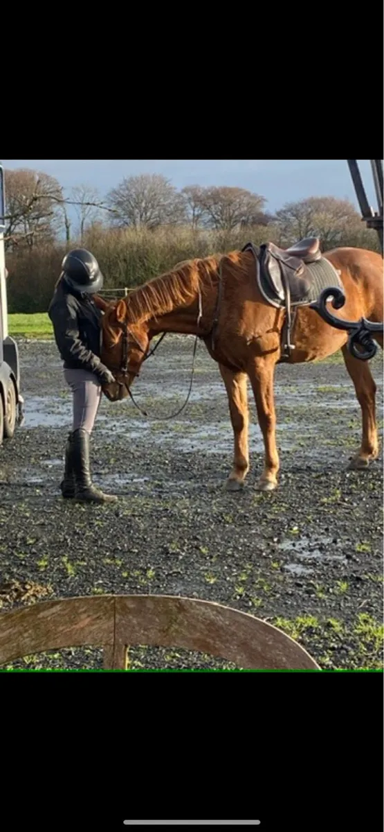 16.1hh  6 year Traditional Irish Horse gelding - Image 4