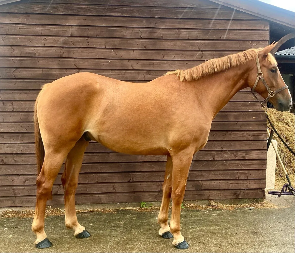 16.1hh  6 year Traditional Irish Horse gelding - Image 1