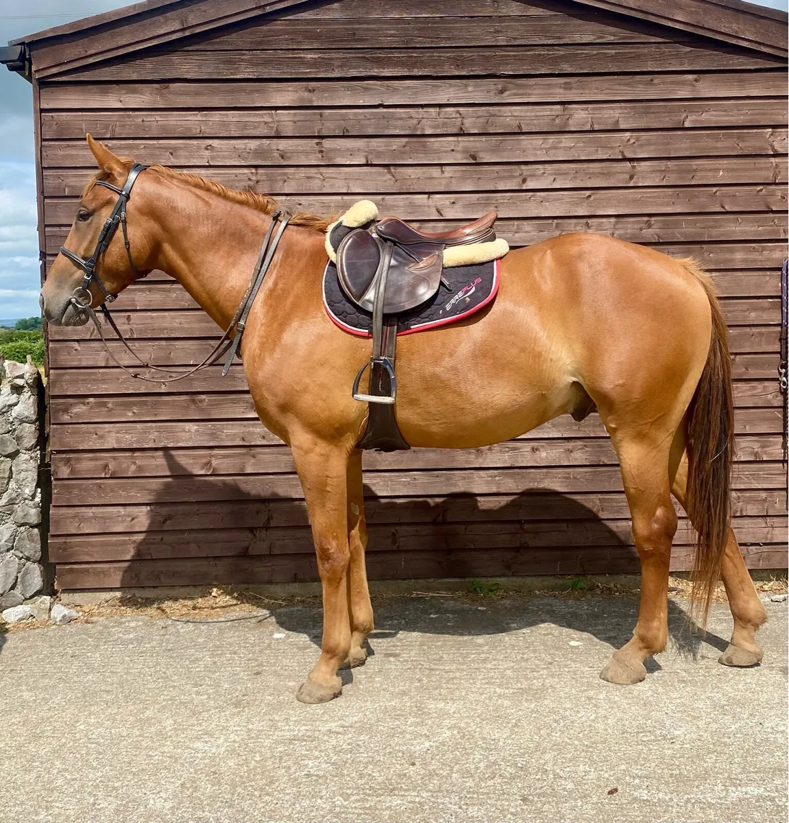 16.1hh  6 year Traditional Irish Horse gelding - Image 2