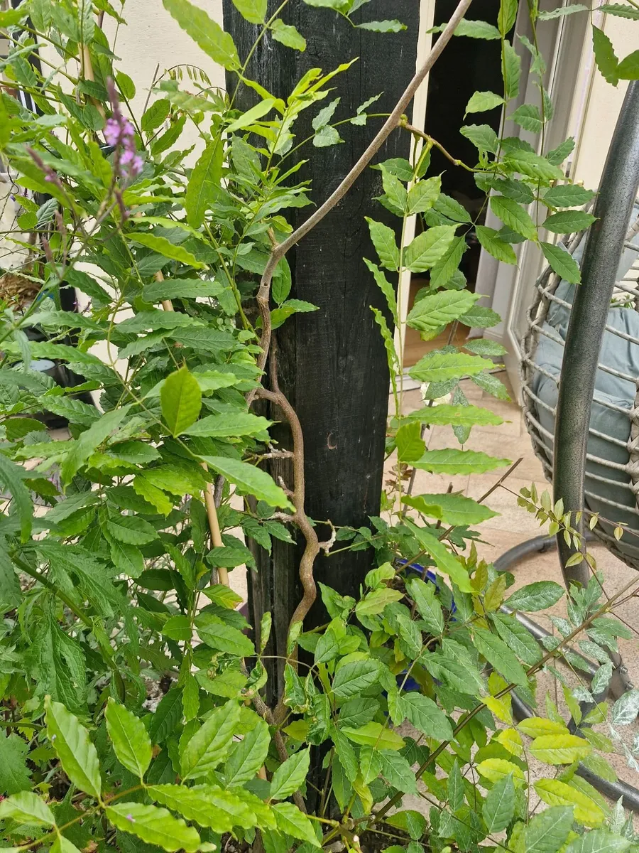 Wisteria floribunda rosea - Image 4