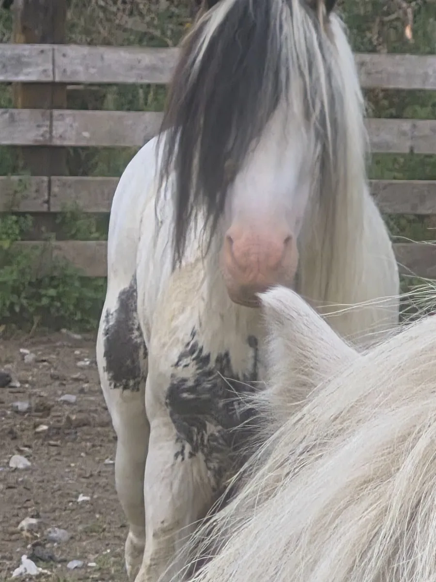 Cobs - Image 1