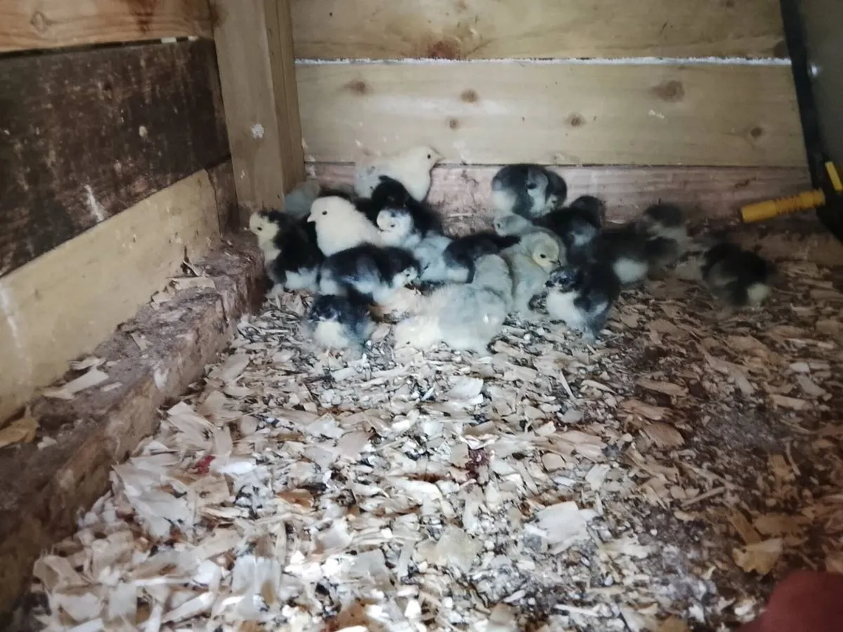 Pekin chicks - Image 2