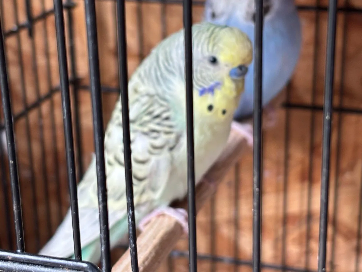 Texas Clear Body Budgies - Image 2