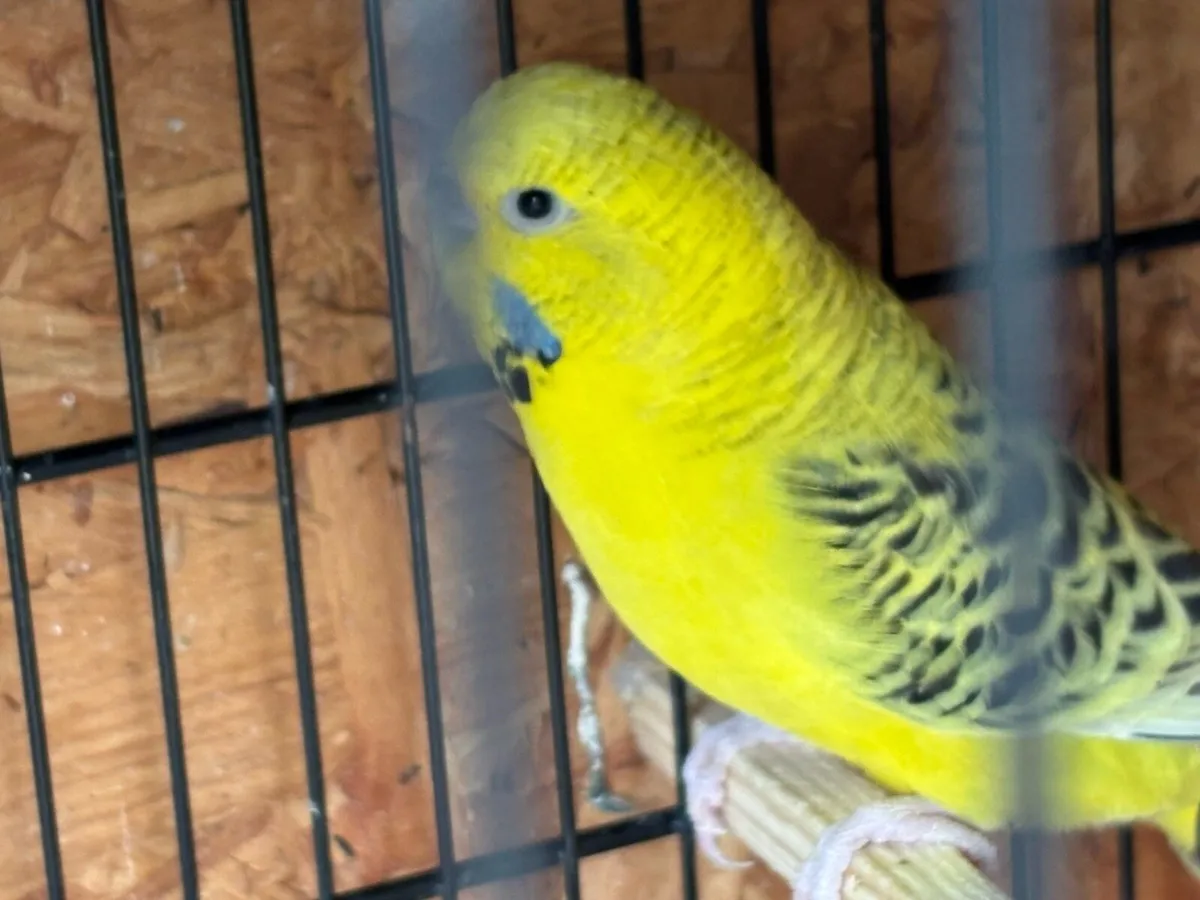 Texas Clear Body Budgies - Image 1
