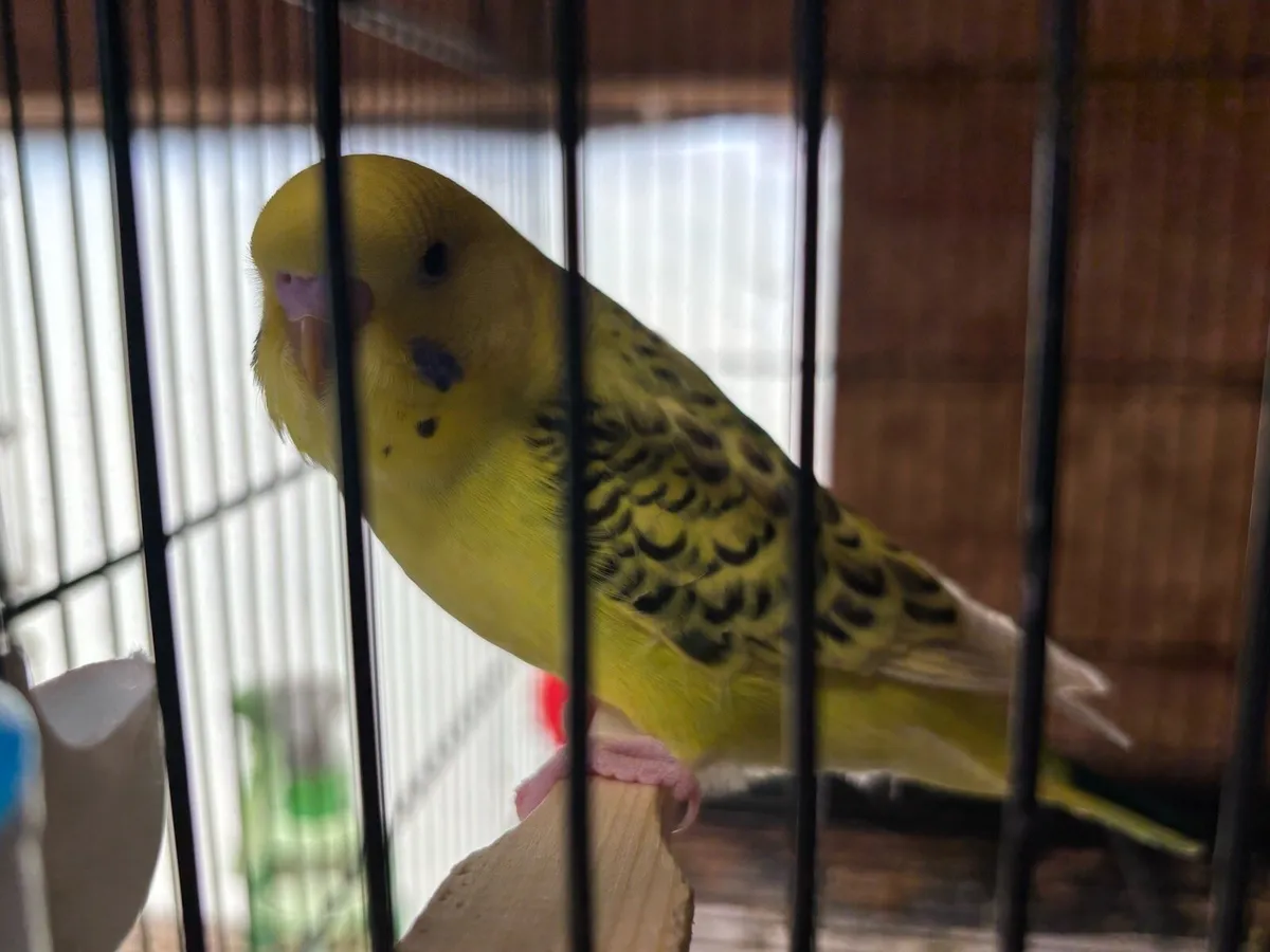 Texas Clear Body Budgies - Image 3