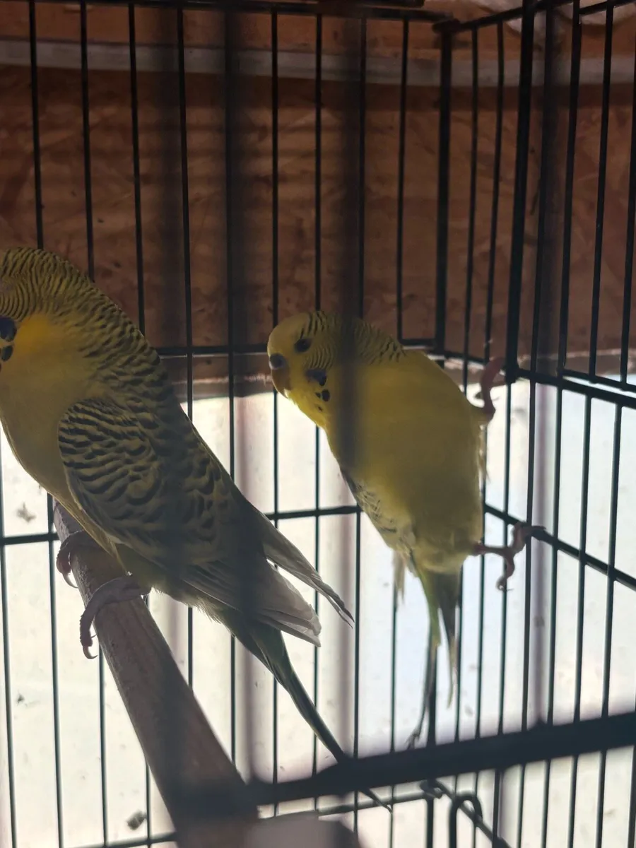 Texas Clear Body Budgies - Image 4