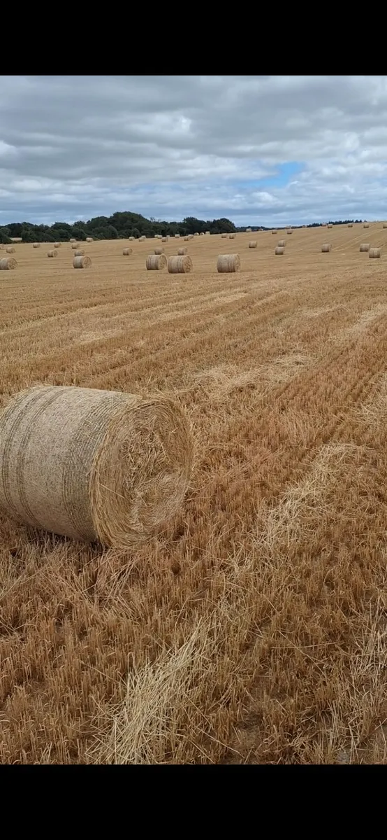 Straw for sale - Image 1