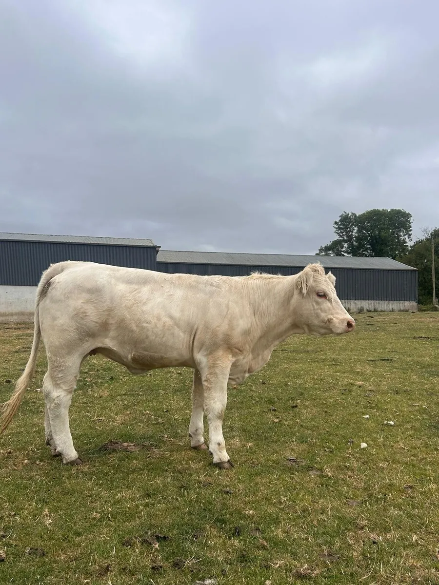 4 Pedigree Charolais Heifers - Image 3