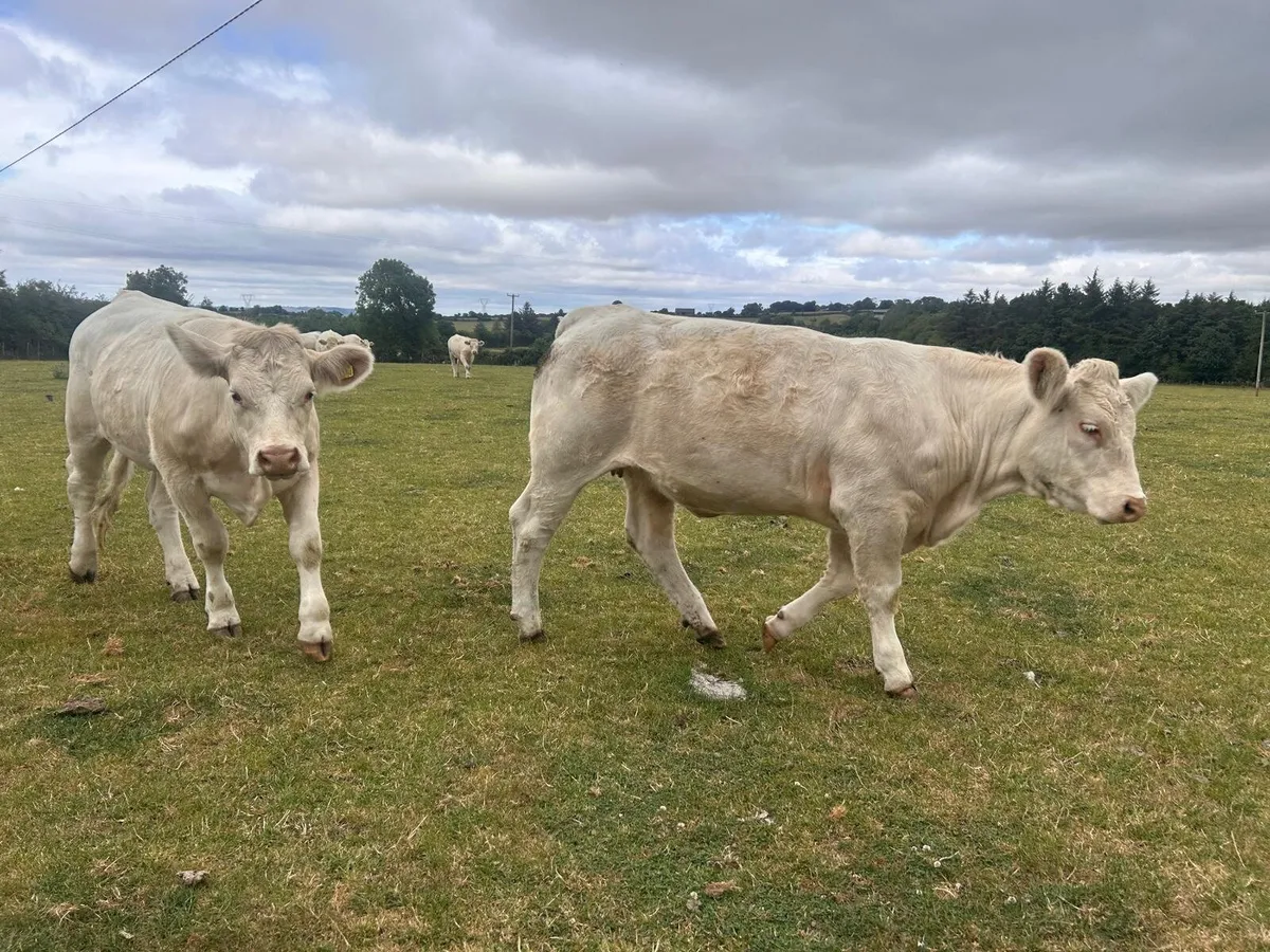 4 Pedigree Charolais Heifers - Image 4