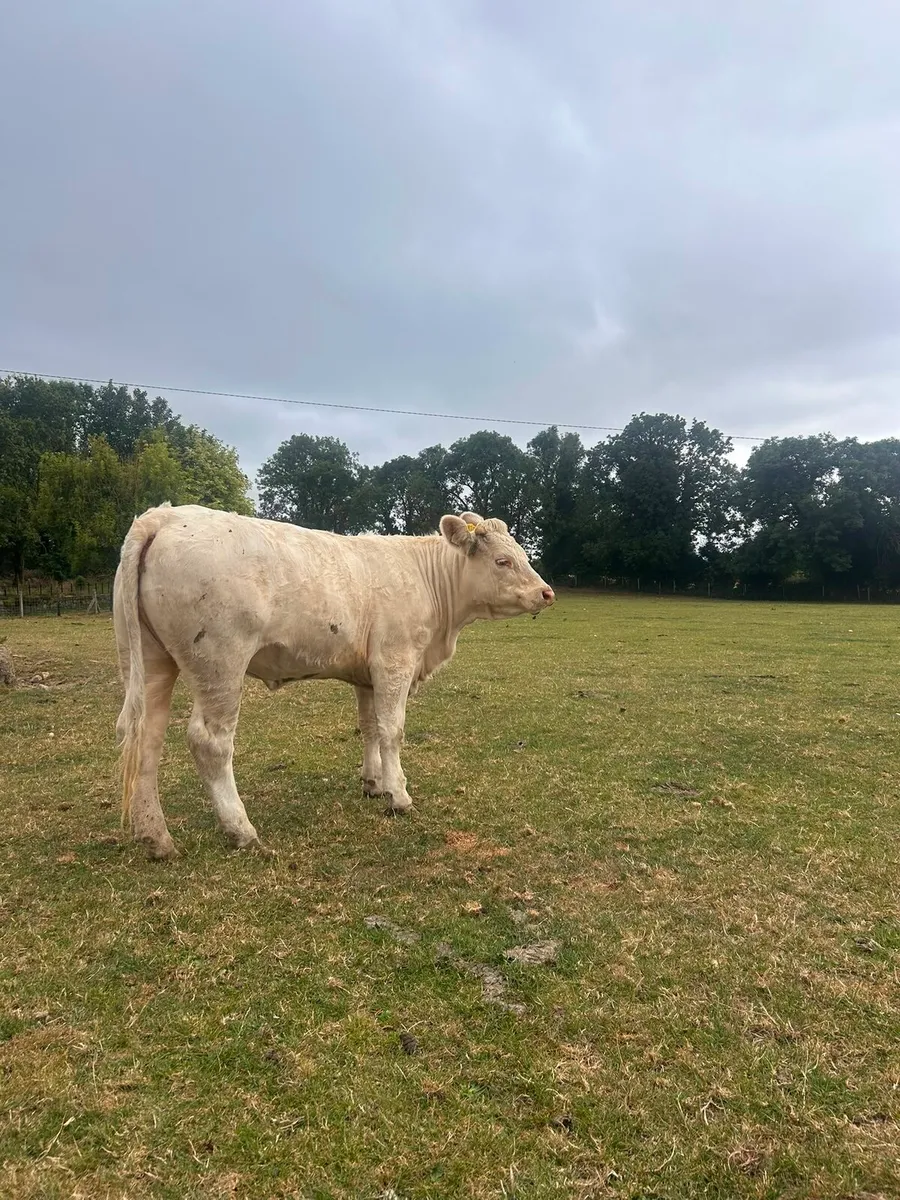 4 Pedigree Charolais Heifers - Image 1