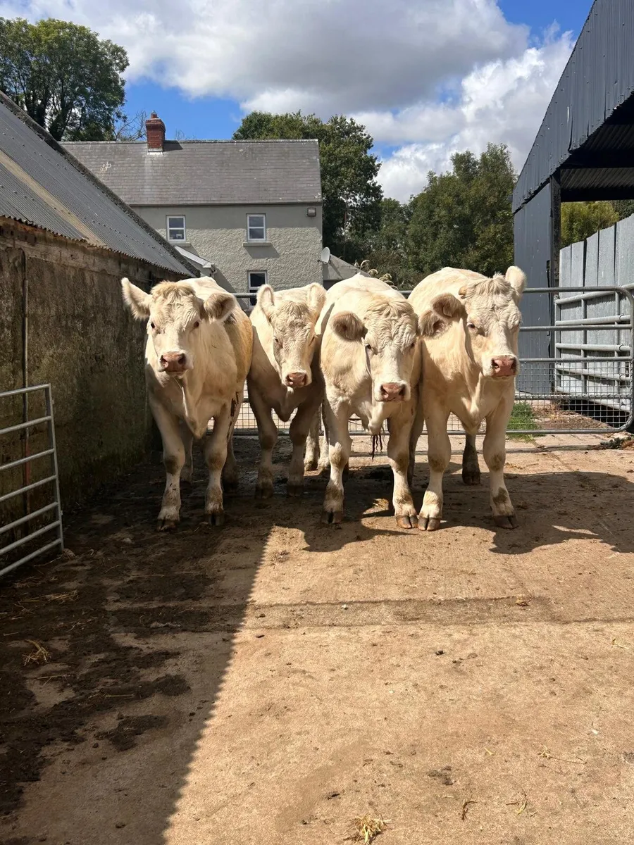4 Pedigree Charolais Heifers - Image 2