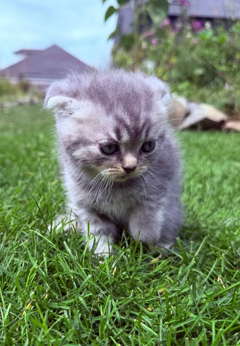 Kittens - Image 1