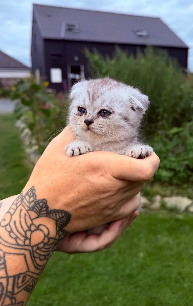Kittens - Image 2