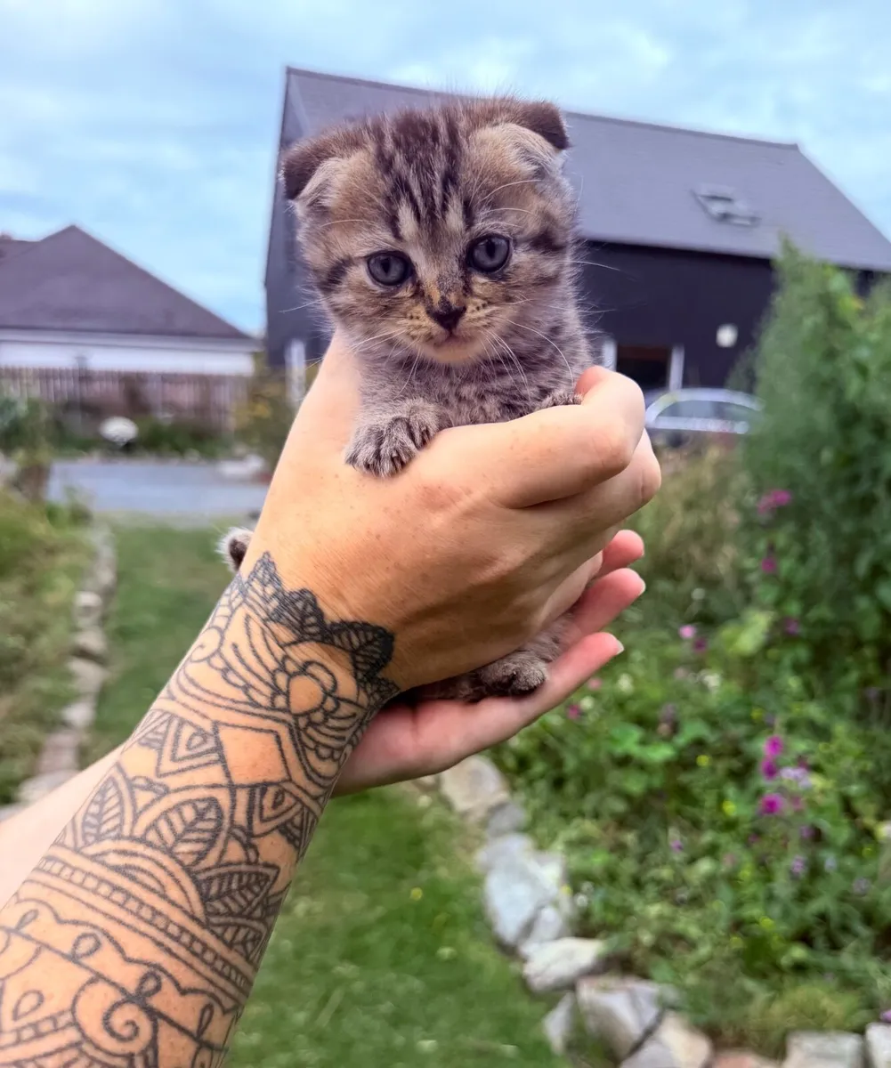 Kittens - Image 3