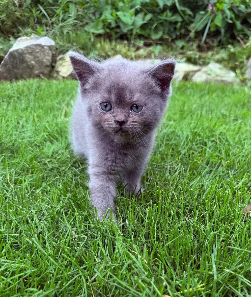 Kittens - Image 4