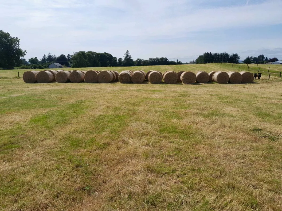 Hay - Image 2