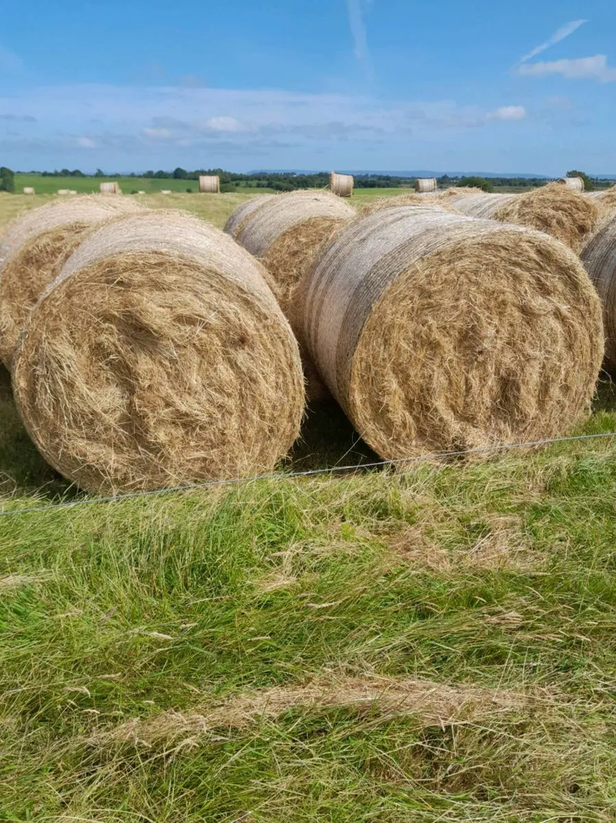 Hay - Image 3