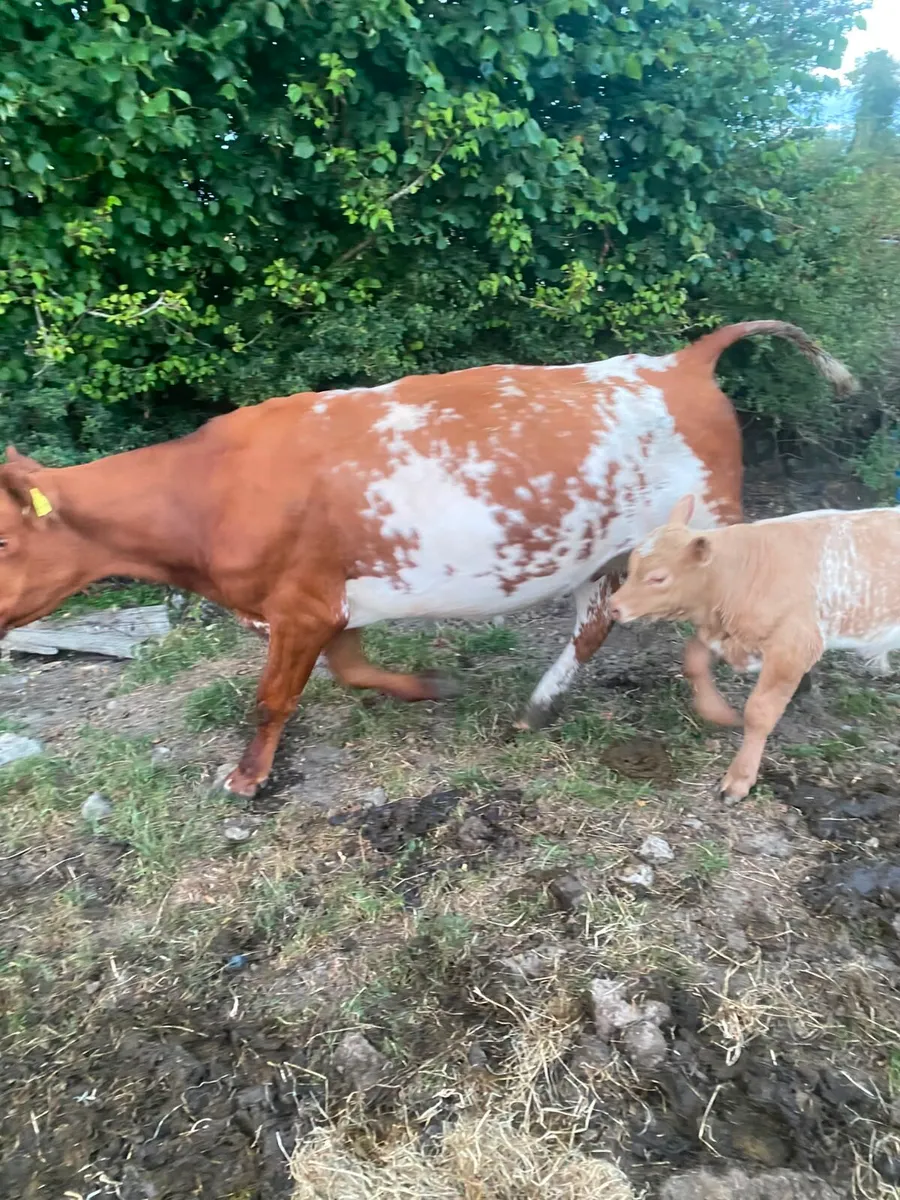 Shorthorn X Lim 2nd calf cow - Image 1