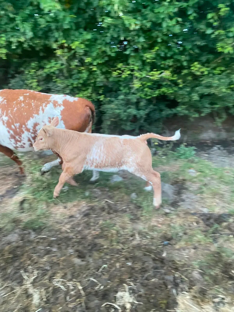 Shorthorn X Lim 2nd calf cow - Image 2