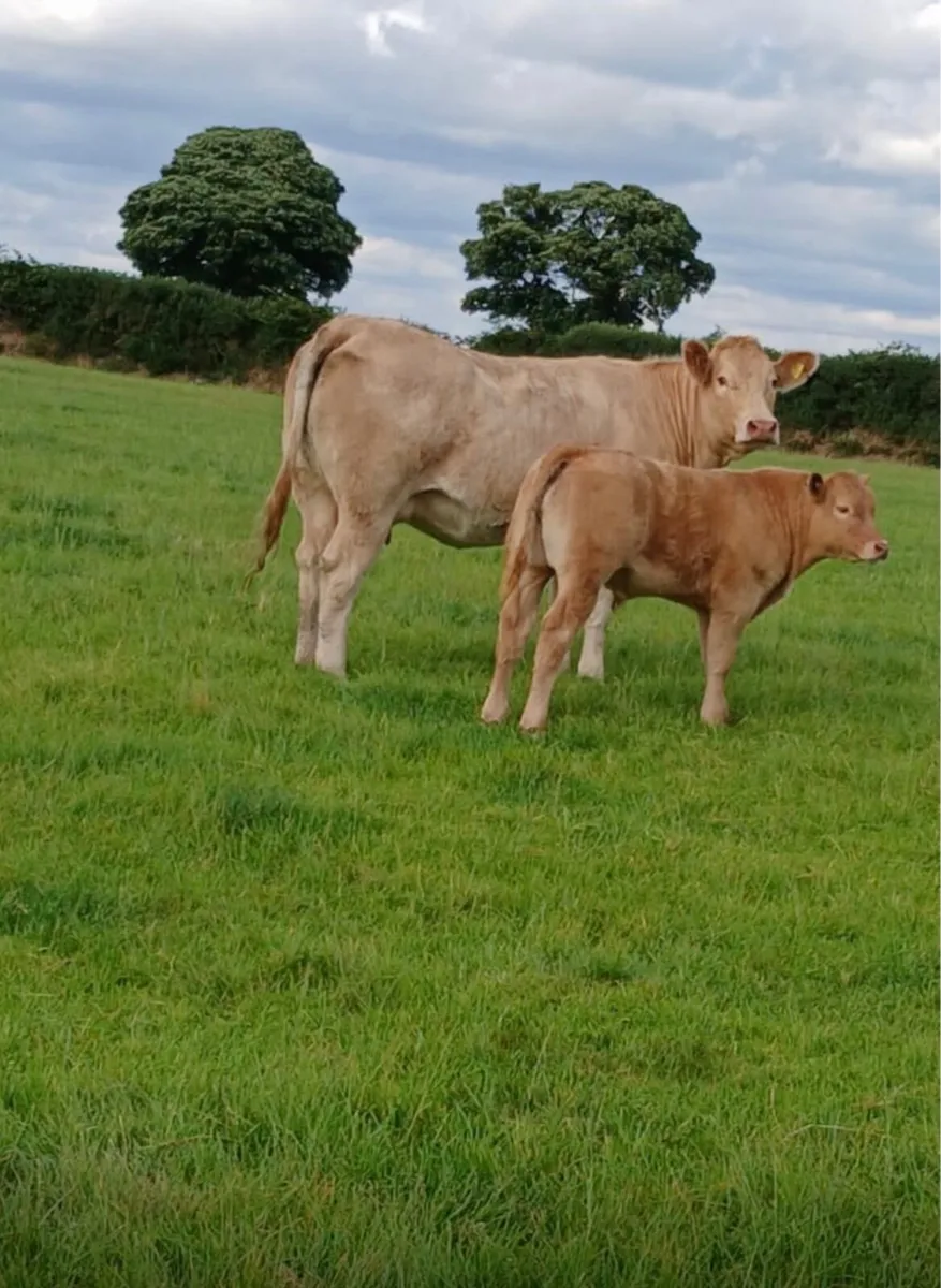 Heifer an calf - Image 2