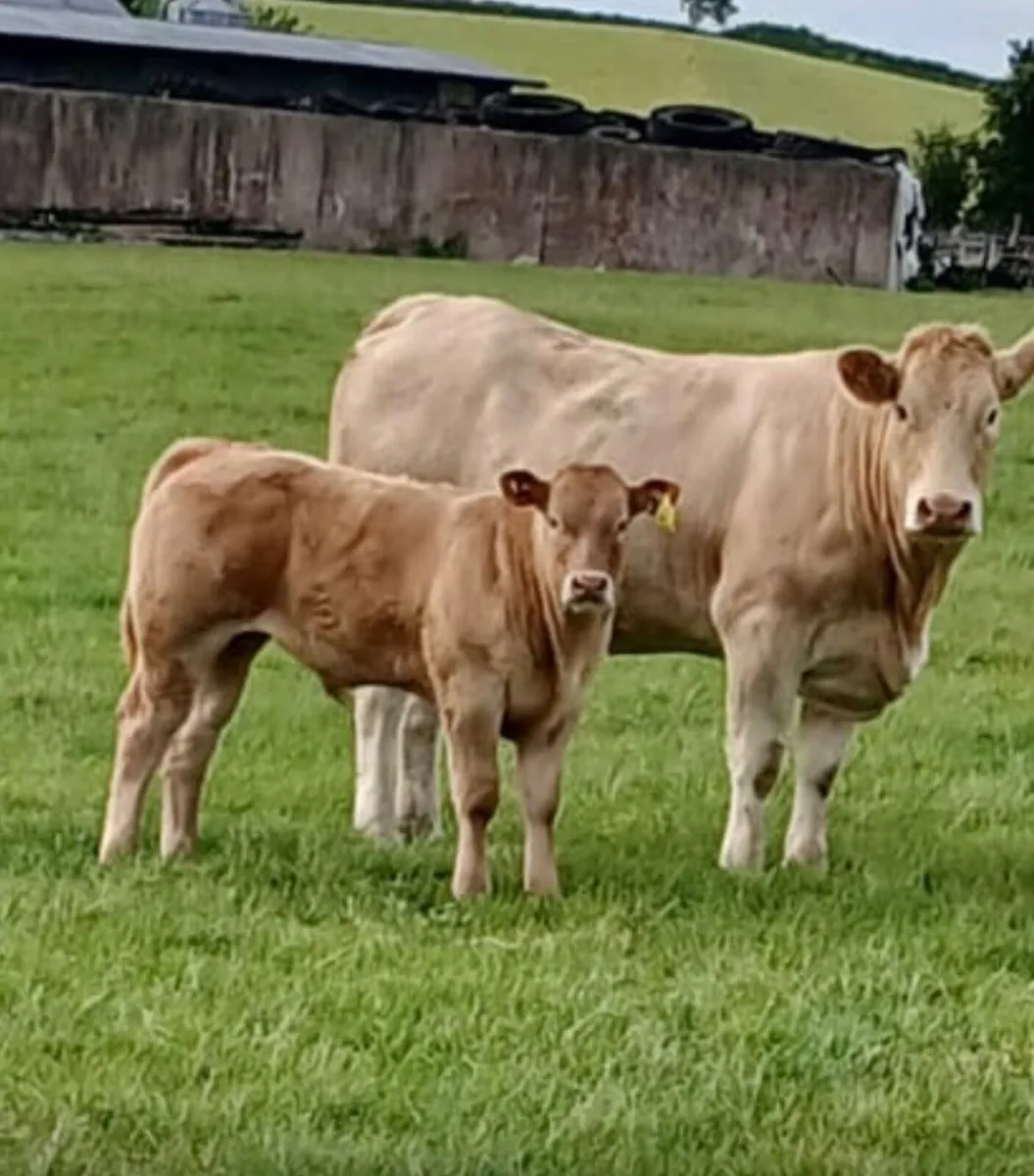 Heifer an calf - Image 1