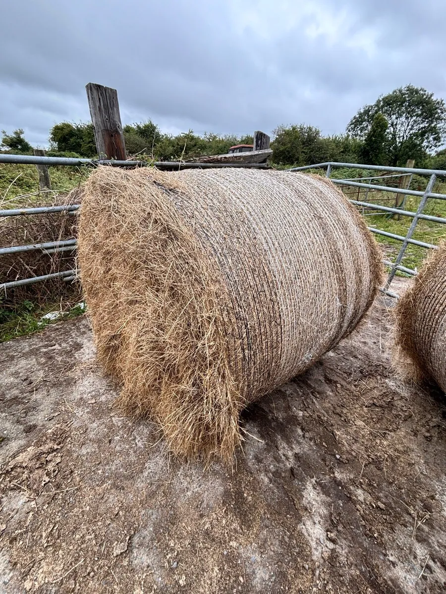 Hay for sale