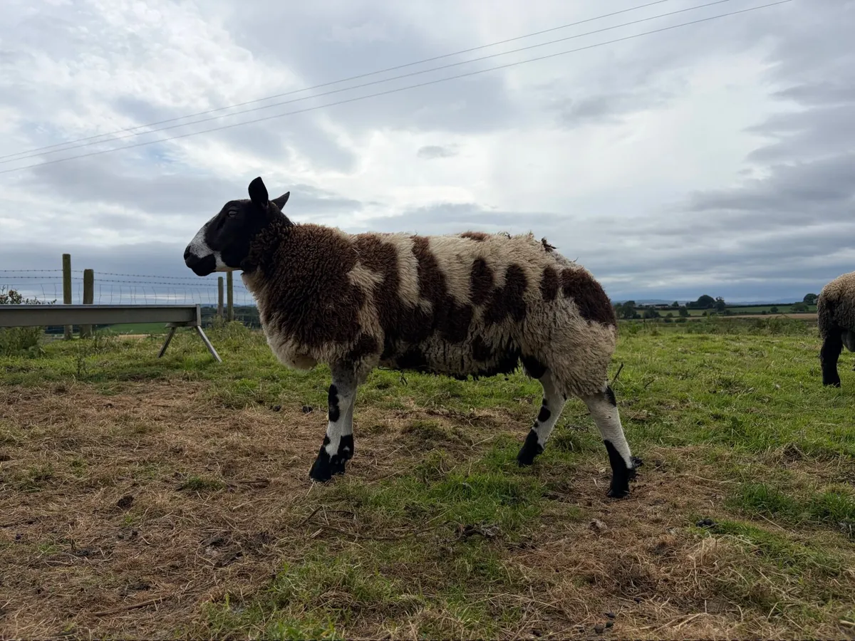 Dutch spotted pedigree ram lambs - Image 3