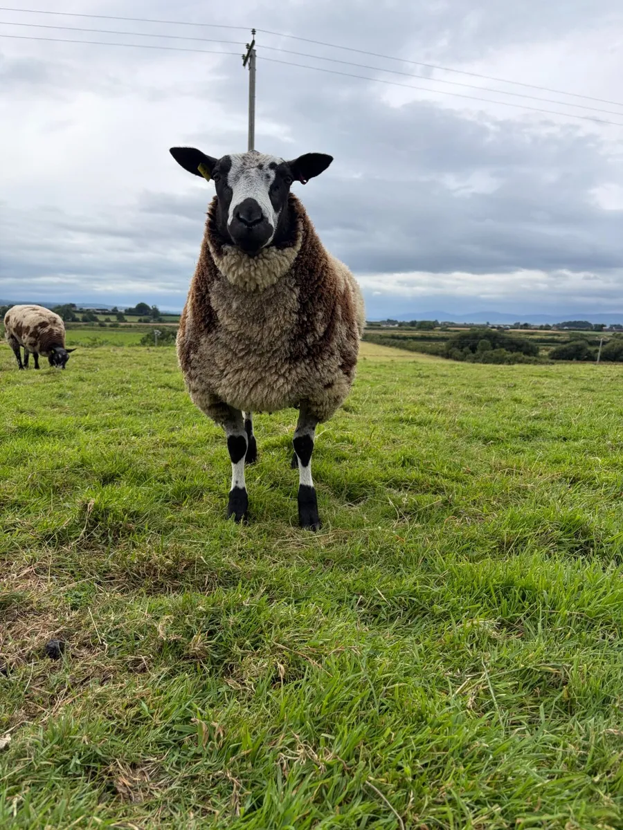 Dutch spotted pedigree ram lambs - Image 4