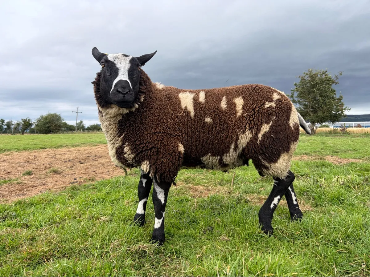 Dutch spotted pedigree ram lambs - Image 2