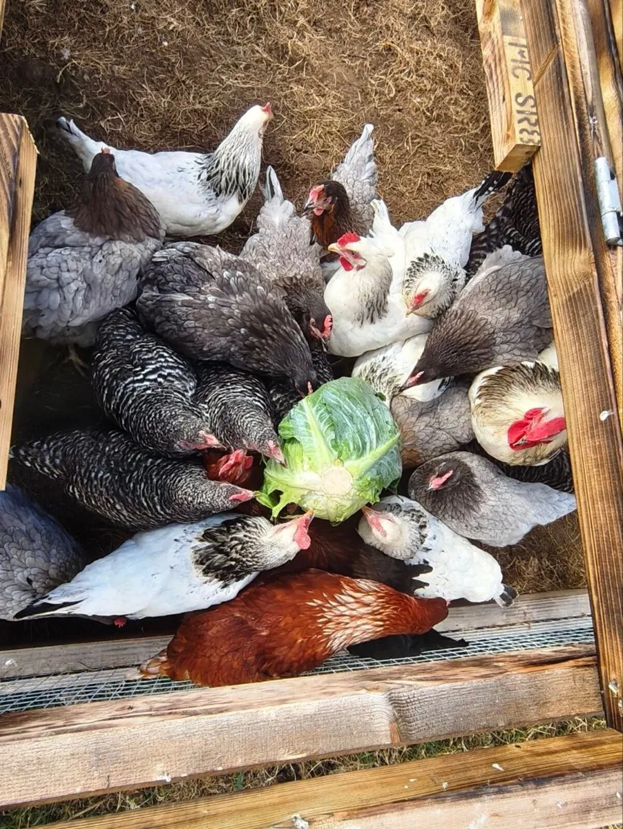 Laying hens + Rosters - Image 2