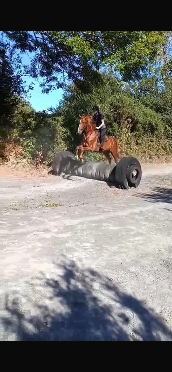 Riding mare for sale - Image 3