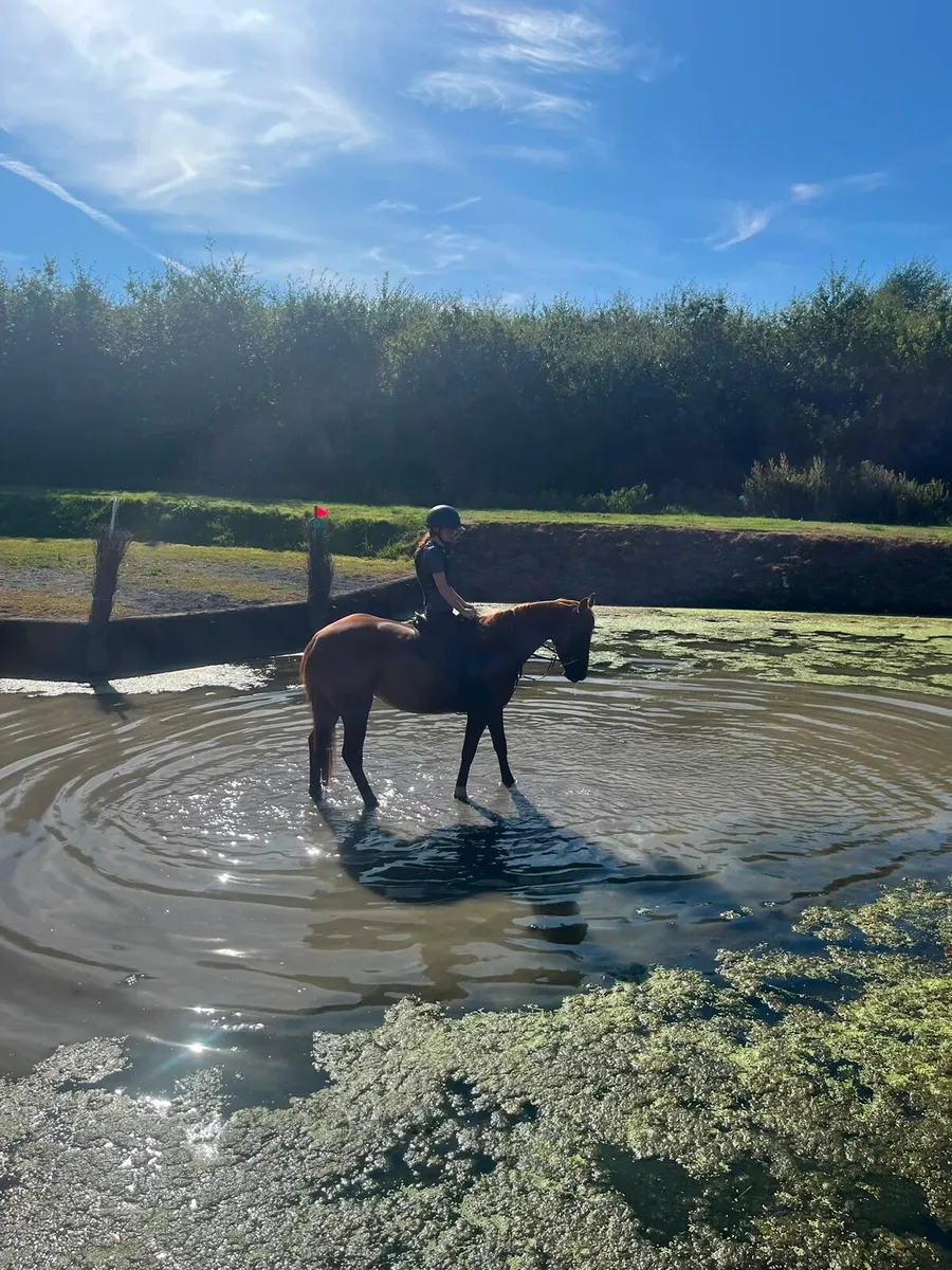 Riding mare for sale - Image 2