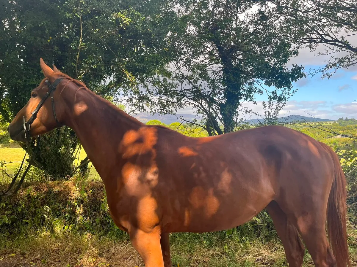 Riding mare for sale - Image 4