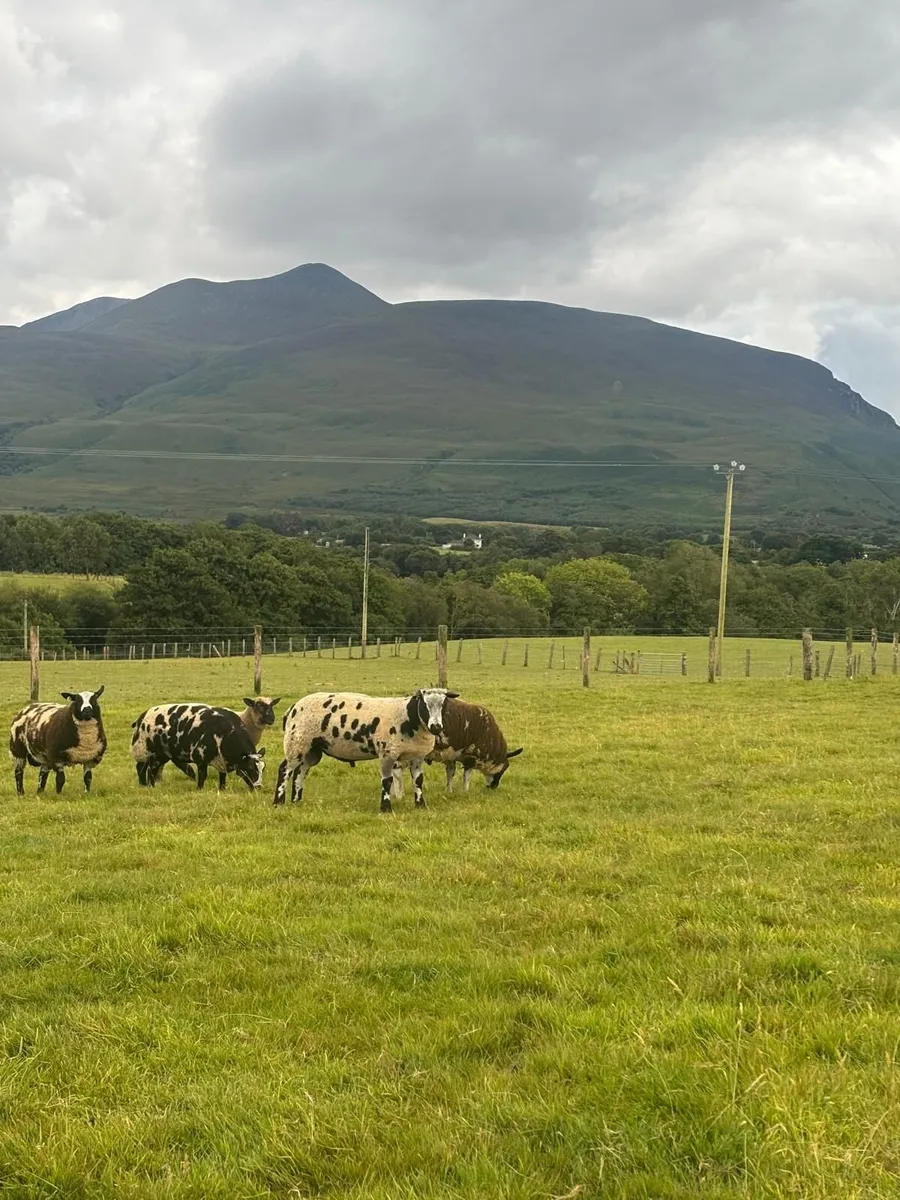 Pedigree Spotted Dutch Sheep - Image 2