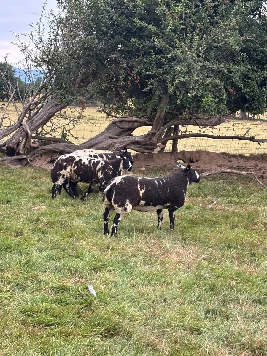 Pedigree Spotted Dutch Sheep - Image 4