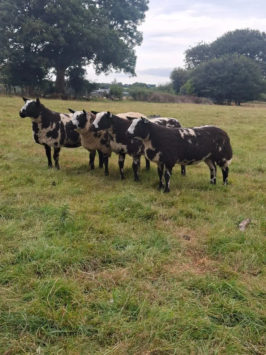 Pedigree Spotted Dutch Sheep - Image 1