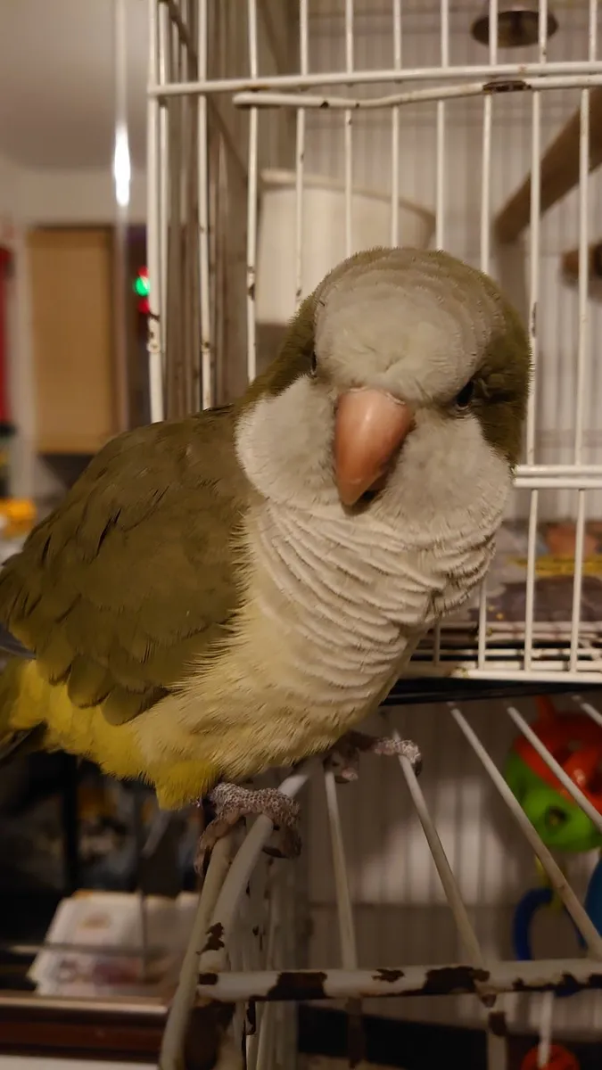quaker parrot - Image 1