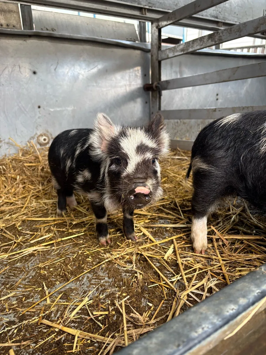Kune kune piglets - Image 1