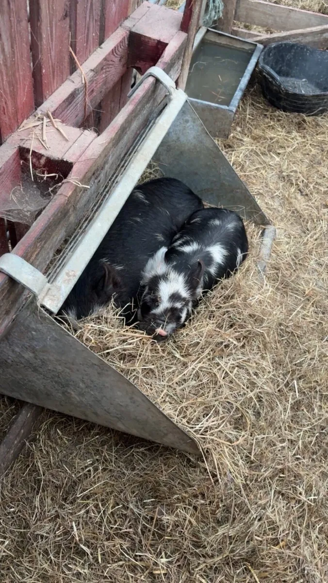 Kune kune piglets - Image 2