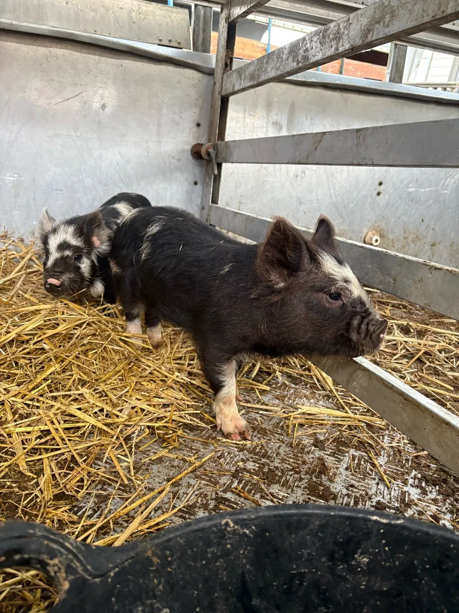 Kune kune piglets - Image 3