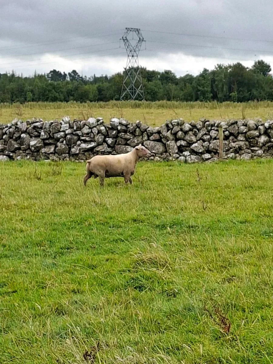 Suffolk and charlollais rams - Image 2