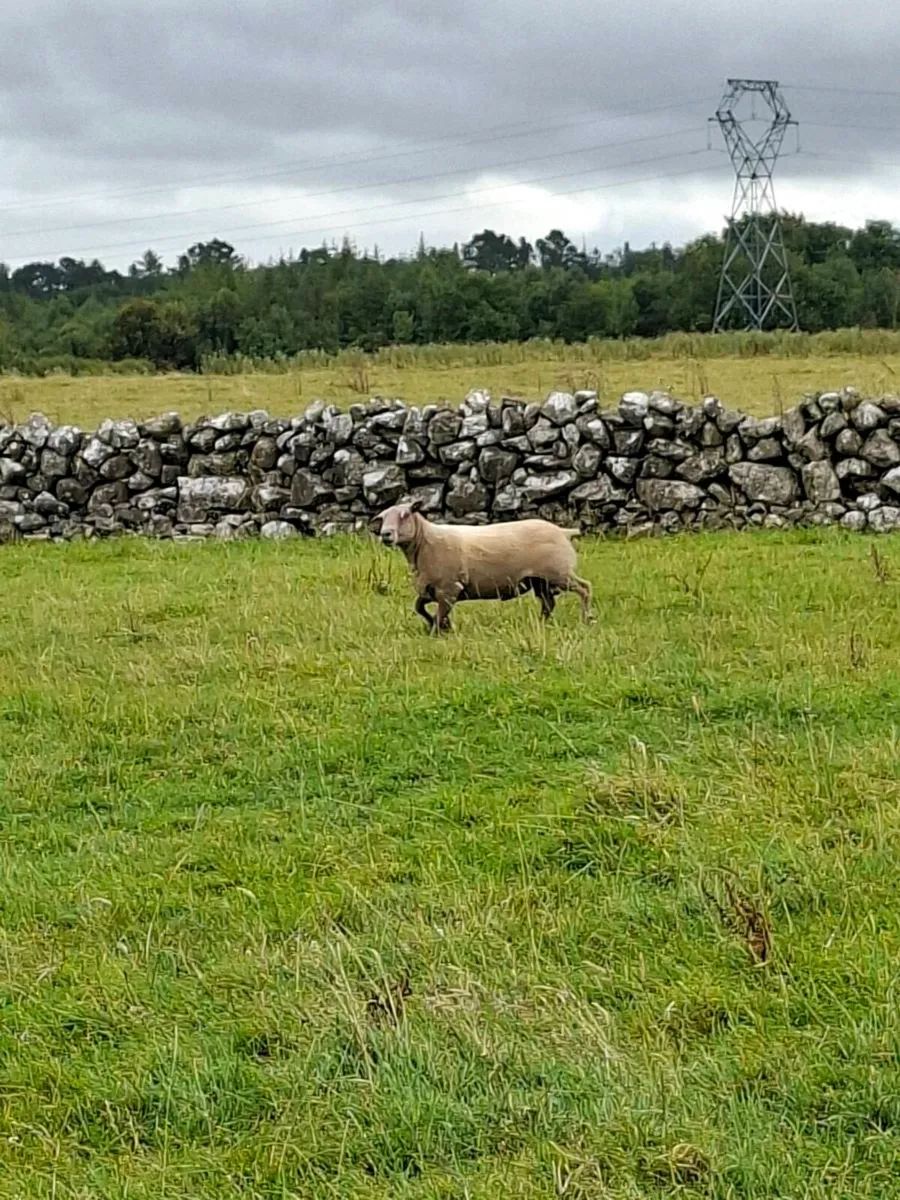 Suffolk and charlollais rams - Image 1