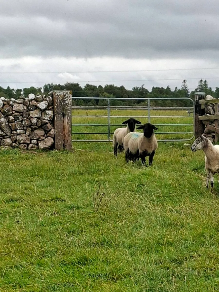 Suffolk and charlollais rams - Image 3