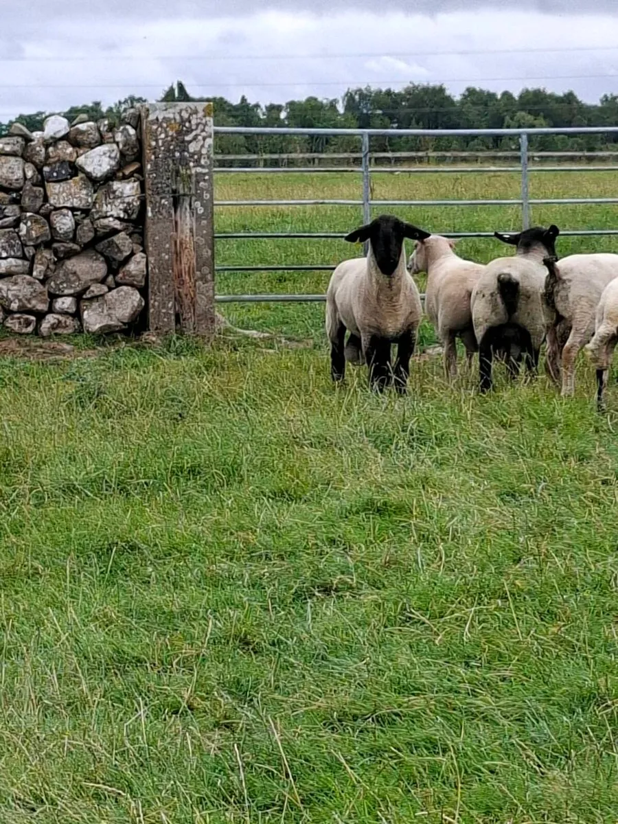 Suffolk and charlollais rams - Image 4