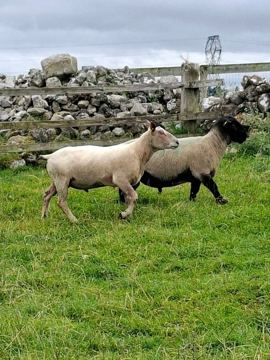 Suffolk and charlollais rams - Image 2