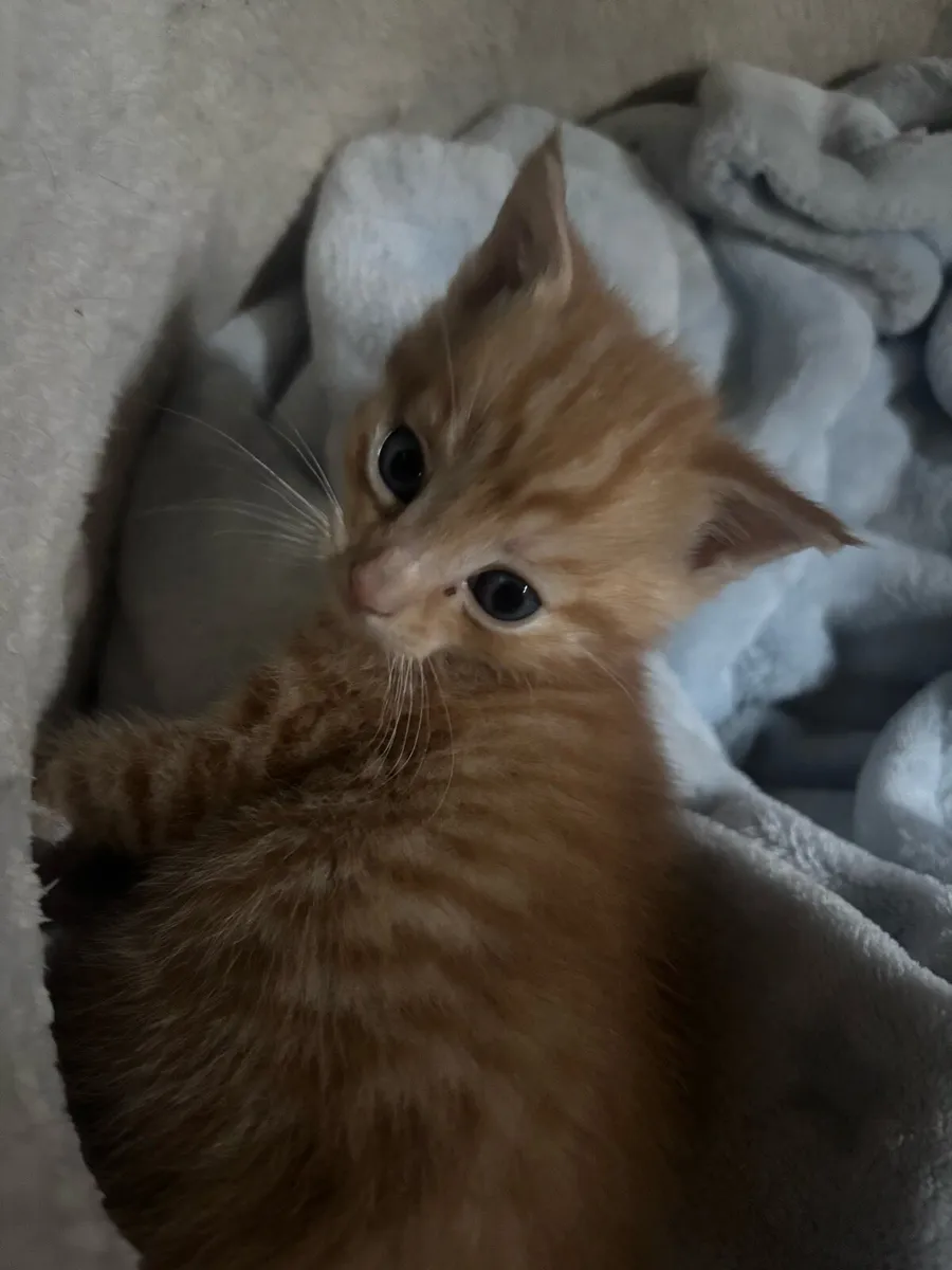 Kitten - Image 1